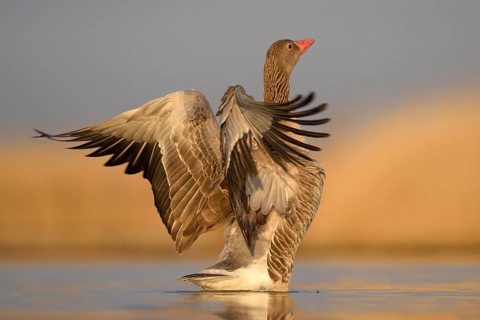 Greylag goose (Anser anser)