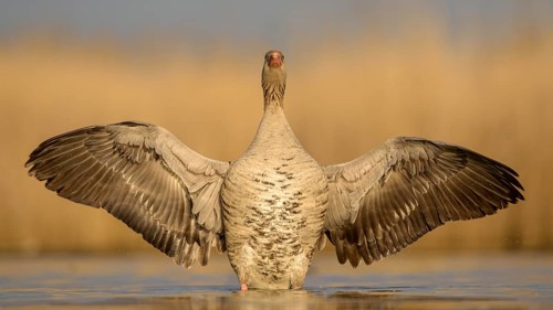 Greylag goose (Anser anser)
