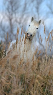 Camargue horse between reeds