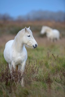 Camargue horse