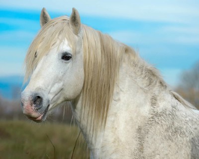 Camargue horse