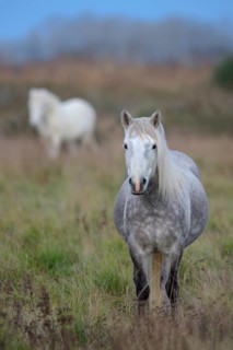 Camargue horse