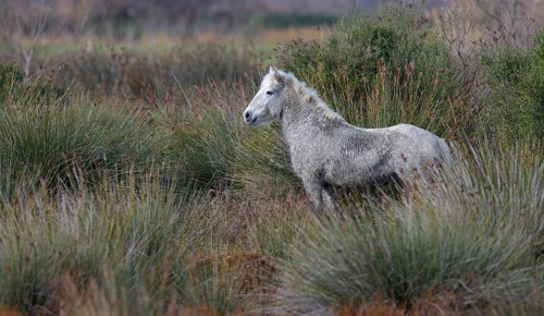 Camargue horse
