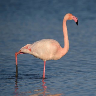 Greater flamingo (Phoenicopterus roseus) wading through lagoon