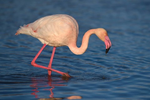 Greater flamingo (Phoenicopterus roseus) wading through lagoon