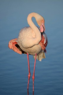 Greater flamingo (Phoenicopterus roseus) in lagoon
