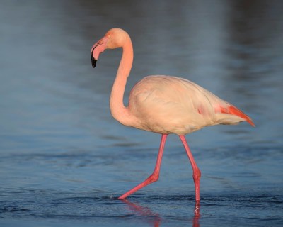 Greater flamingo (Phoenicopterus roseus) wading through lagoon