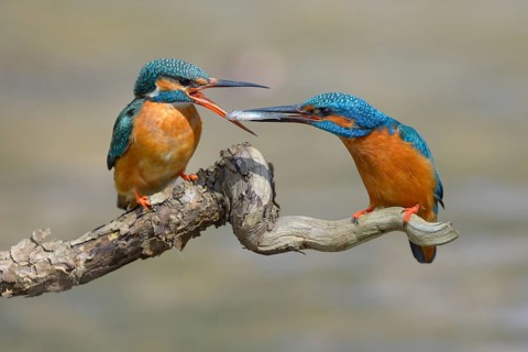 Kingfisher (Alcedo atthis)