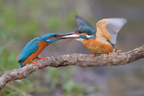 Kingfisher (Alcedo atthis)