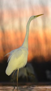 Great Egret (Casmerodius albus)