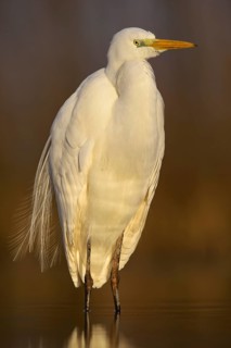 Great Egret (Casmerodius albus)