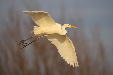 Great Egret (Casmerodius albus) flying adult bird