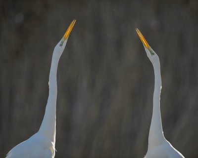 Great Egret (Casmerodius albus)