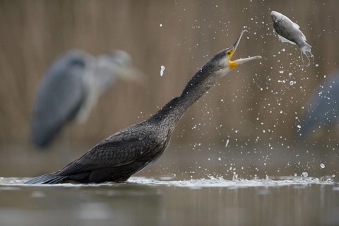 Cormorant (Phalacrocorax carbo)