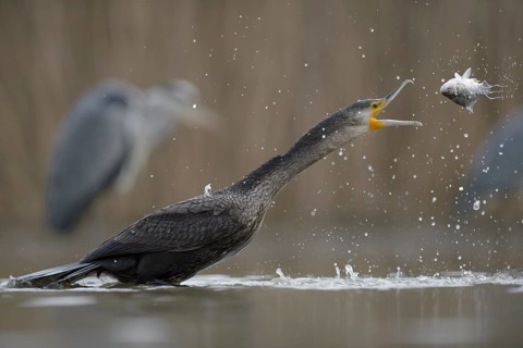 Cormorant (Phalacrocorax carbo)