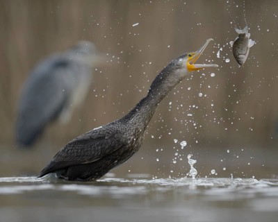 Cormorant (Phalacrocorax carbo)