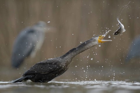 Cormorant (Phalacrocorax carbo)