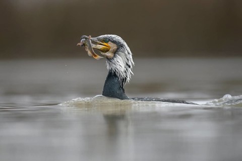 Cormorant (Phalacrocorax carbo)
