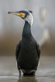 Cormorant (Phalacrocorax carbo)