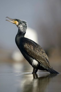 Cormorant (Phalacrocorax carbo)