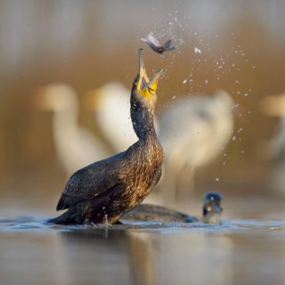 Cormorant (Phalacrocorax carbo)