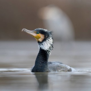 Cormorant (Phalacrocorax carbo)