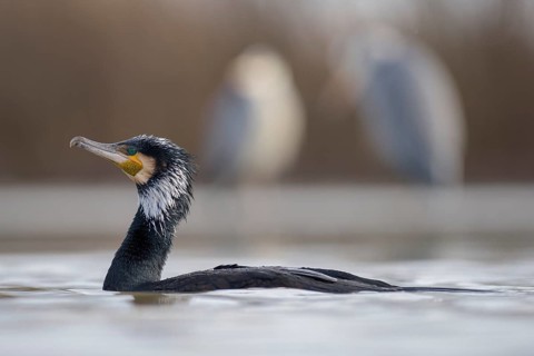Cormorant (Phalacrocorax carbo)