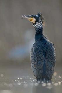 Cormorant (Phalacrocorax carbo)