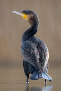 Cormorant (Phalacrocorax carbo)