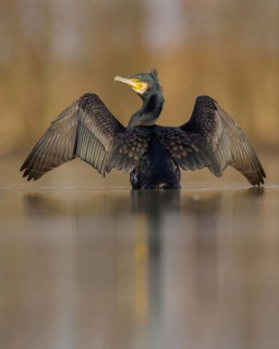 Cormorant (Phalacrocorax carbo)