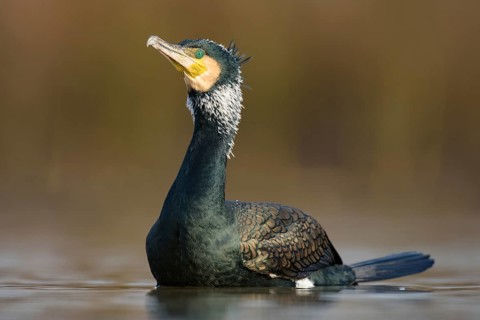 Cormorant (Phalacrocorax carbo)
