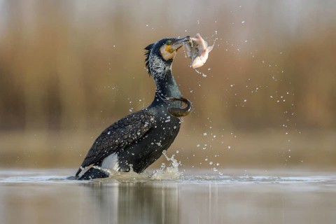 Cormorant (Phalacrocorax carbo)