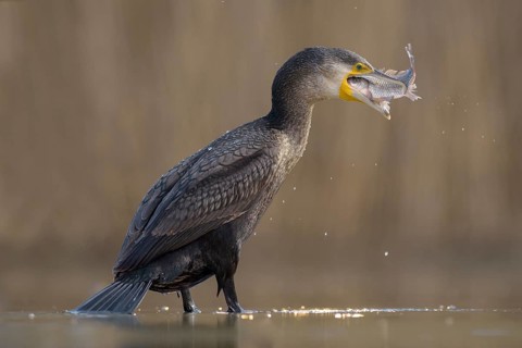 Cormorant (Phalacrocorax carbo)