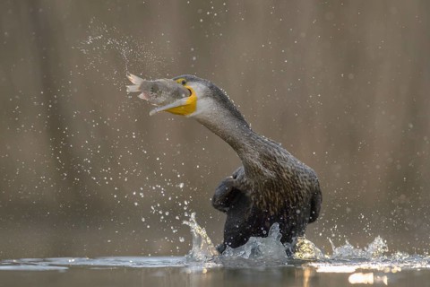 Cormorant (Phalacrocorax carbo)
