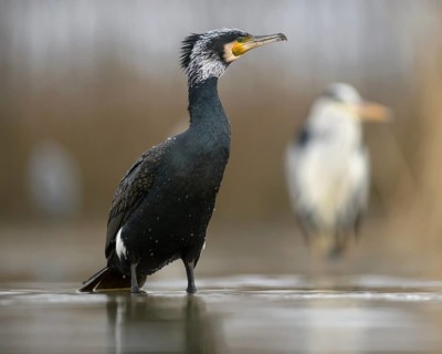 Cormorant (Phalacrocorax carbo)