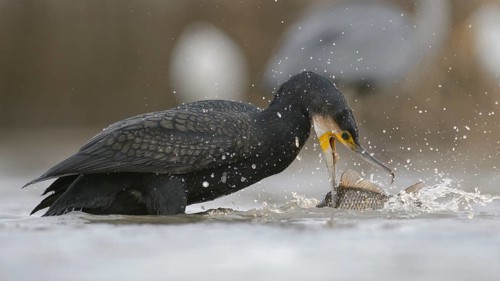 Cormorant (Phalacrocorax carbo)