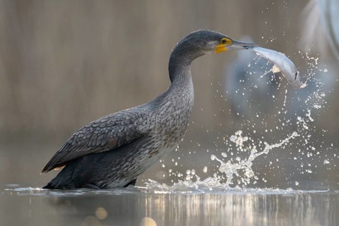 Cormorant (Phalacrocorax carbo)