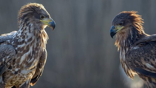 White-tailed eagle (Haliaeetus albicilla)