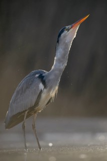 Grey Heron (Ardea cinerea)