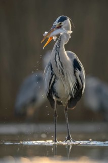 Grey Heron (Ardea cinerea)