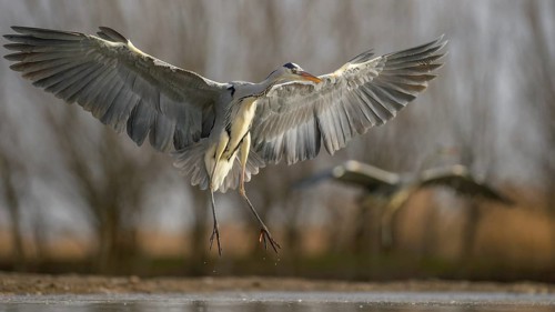 Grey Heron (Ardea cinerea)