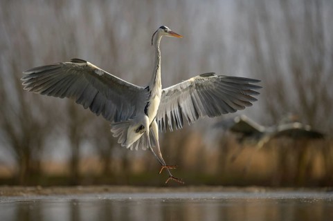 Grey Heron (Ardea cinerea)