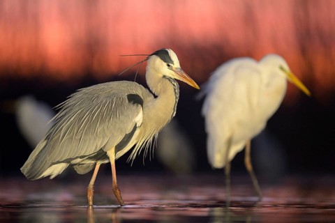 Grey Heron (Ardea cinerea) and Egret (Casmerodius albus) at sunrise in a lake at dawn