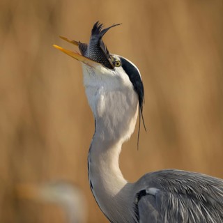 Grey Heron (Ardea cinerea)