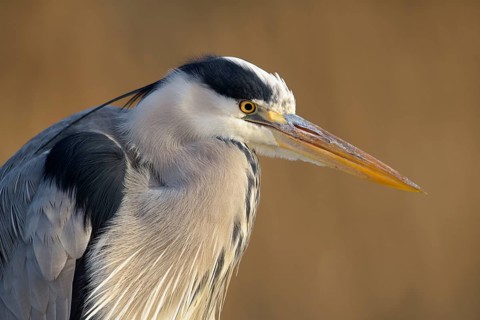 Grey Heron (Ardea cinerea)