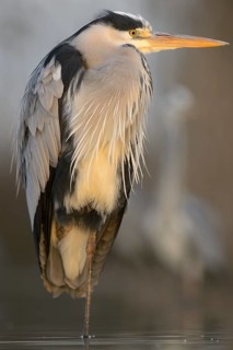 Grey Heron (Ardea cinerea)