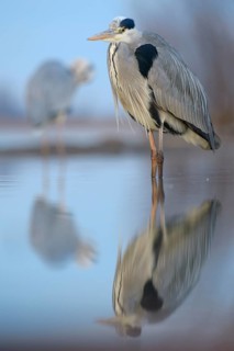 Grey Heron (Ardea cinerea)
