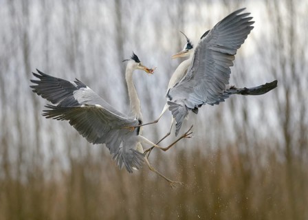 Grey Heron (Ardea cinerea)