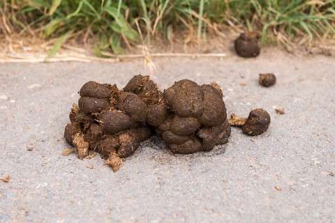 Horse droppings along the way