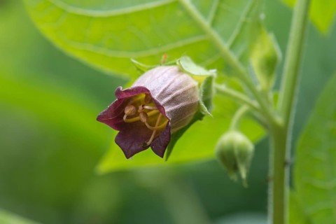 Belladonna or deadly nightshade (Atropa belladonna)